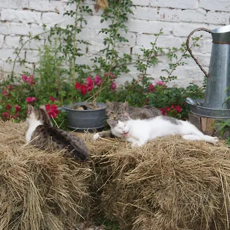 بيت للعطل Meer, Dorf, Stille - Ferienhaeuser In Magra Gaerten - Azurblaues Zakrzewo (Slawno)